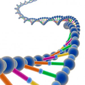 DNA-Double-Helix-Ladder-300x299
